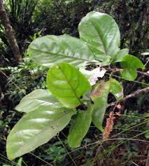 Image result for Homalium