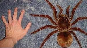 Yes, the camel spider is indeed a large creature, but it is not bigger than a frisbee or a dinner dish. Spiders In Spain Like Them Or Loathe Them
