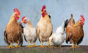 Tentang objek yag diteliti data yang diperoleh Potensi Usaha Ayam Petelur Yang Menggiurkan Omset Hingga Jutaan Perhari Infoopas Com
