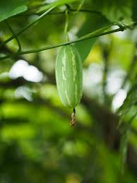 Image result for Coccinia