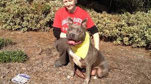 Understandably, this has caused some confusion. Adopted Barney Happy Bull Terrier English Bulldog Mix Obedience Trained And Sweet Needs Home Youtube