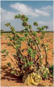 Image result for Xerophyta kirkii