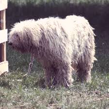 Image result for Komondor