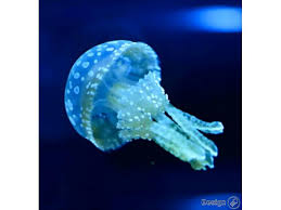 The project started on october 20, 2014. Spotted Lagoon Meduza Mastigias Papua