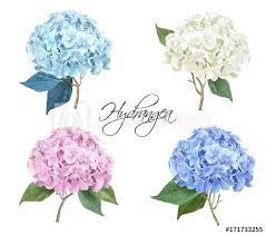 Hydrangea Realistic Illustration Set In 2021 Floral Pattern Vector Hydrangea Hydrangea Flower