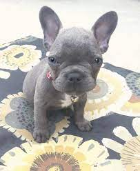 Interested in finding out more about the french bulldog? Pin On Adoptable Pets