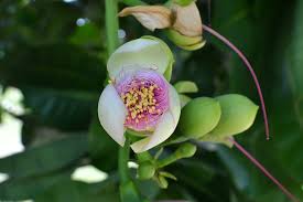 Image result for Barringtonia asiatica