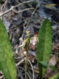 Image result for Oeceoclades maculata