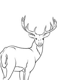 Woodland animal nature coloring pages: The Turned Deer Razukraski Com