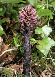 Image result for Orobanche minor