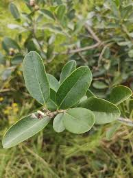 Image result for Citharexylum