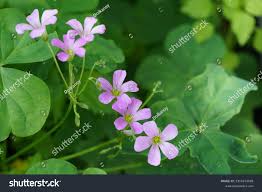 Image result for Oxalis debilis
