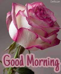 I hope to have romantic days with you forever. 55 Good Morning Rose Flowers Images Pictures With Romantic Red Roses Good Morning Roses Good Morning Flowers Morning Rose