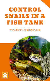 Fish That Eat Snails The Pet Supply Guy In 2020 Fish Tank Fish Care Fish