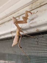 Praying mantis eat other insects like crickets, flies, grasshoppers, and moths. This White Maybe Albino Praying Mantis I Found Outside My House Mildlyinteresting