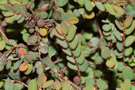 Image result for Phyllanthus omahakensis