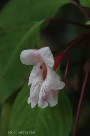 Image result for Impatiens bequaertii