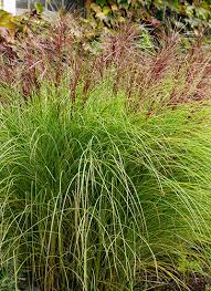 Check spelling or type a new query. The Best Maiden Grasses For Your Garden Garden Gate