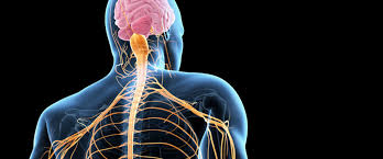 Peripheral Nerve Injuries - Neurosurgery