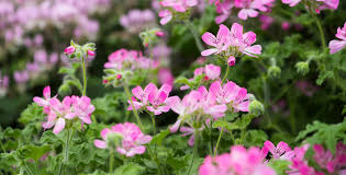 Image result for Pelargonium domesticum round-leaved bushy