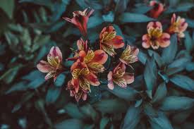 Banco De Imagens Alstroemeria Astromelia Lirio Lirio Dos Incas Lirio Peruano Alstroemeriaceae Flor Primavera Flores Amor Spring Season Estacao Laranja Cor Pastel Plantar Jardim Jardinagem Planta De Florescencia Petala Botanica Folha