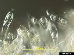 Image result for didymascella thujina