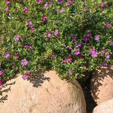 Image result for Cuphea