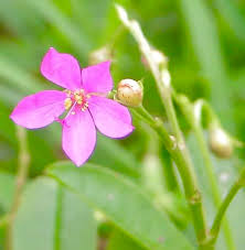 Image result for Talinum crispatulum
