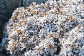 Image result for Dicoma arenaria