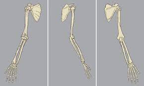These bones form joints that provide a wide range of motion and flexibility needed to manipulate objects deftly with the arm and hand. Human Arm Skeletal Anatomy Pack Vector 640027 Vector Art At Vecteezy