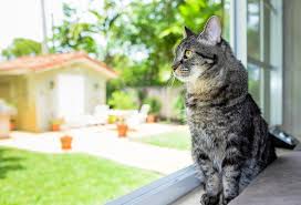 How long can i leave my cat alone? Leaving Your Cat Alone 9 Things You Need To Know Petmd