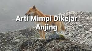 Dalam bahasa jawa primbon, mimpi ini mengandung makna yang. Arti Mimpi Dikejar Anjing Menurut Islam Primbon Dan Psikologi Youtube