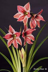 Amaryllis Bulbs Amaryllis Flowers Amaryllis Pink Amaryllis