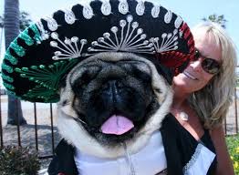 Rescuers of labradors, retrievers, and mixed breed dogs in san diego, san bernardino, and orange counties. Pugo De Mayo Bentley And His Owner Lisa Grodzicki Of Scripps Ranch Wait To Be Judged Saturday During A Contest At The Annual Pug Party Pug Rescue Pug Love