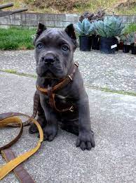 Tutto Sul Cane Corso Carattere Salute Cuccioli E Allevamento Cute Dogs Breeds Cute Puppies And Kittens Dog Breeds