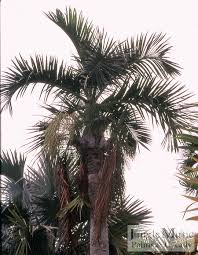 Image result for Syagrus