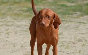 We did not find results for: Redbone Coonhound Temperament And Personality Kid Friendly And Non Aggressive Behavior