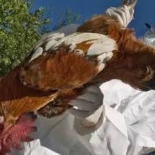 L'influenza aviaria, chiamata anche peste aviaria, è diffusa in molte regioni del mondo. 5fw8bplbnkheqm