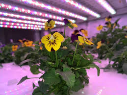 Edible flowers where to buy singapore. Inside Singapore S Huge Bet On Vertical Farming Fortune Org