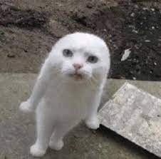 Pin By Kami Reed On Cat Memes Funny Cats Animals