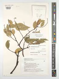 Image result for Synaptolepis alternifolia