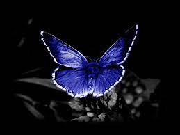 Check spelling or type a new query. Cool Butterfly Wallpapers Wallpaper Cave