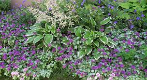 You will love these stunning and inspiring shade gardens and find some fantastic plant suggestions for shady spaces. Create A Colorful Long Lasting Shade Garden American Meadows Blog
