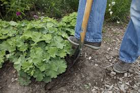 Im garten überzeugt frauenmantel als schnell wachsender bodendecker, der sich mit vielen anderen. Frauenmantel Wissenswertes Und Pflegetipps Obi