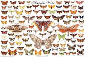 Laminated Moths Of The World Educational Science Chart Poster
