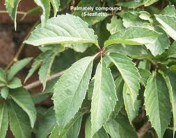 Image result for Parthenocissus quinquefolia