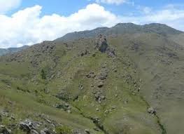 Image result for Scleria lateritica