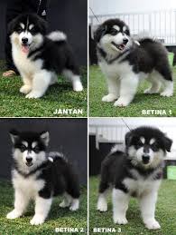 The ultimate alaskan malamute breed guide. Fa Sya Fasya370 Profil Pinterest