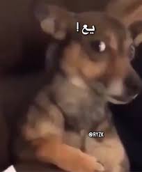 باغز on X: 