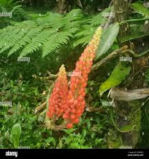 Image result for Renealmia